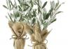 KOKEDAMA
