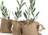KOKEDAMA